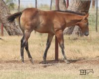 Salty Blue Shine's 2022 Bay Colt
